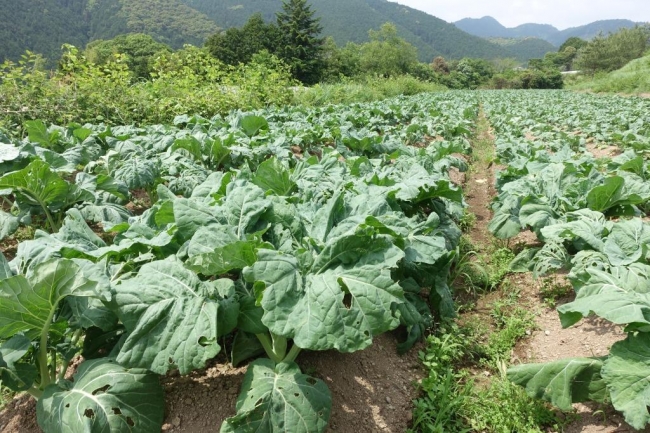 高知県のケールファーム