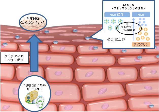 パルカによる肌質改善メカニズム