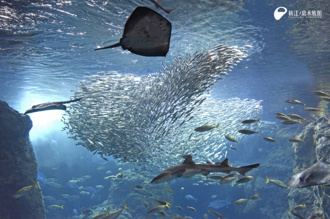 新江ノ島水族館