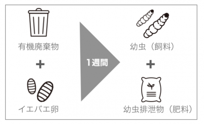 45年1,100世代に及ぶ選別交配を重ねたイエバエによって 有機廃棄物をわずか1週間で飼料と肥料に100%リサイクル