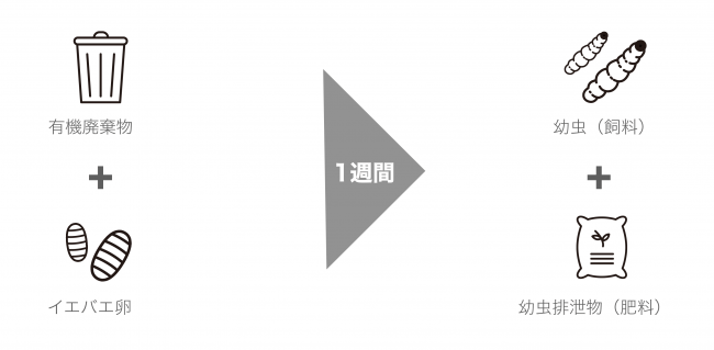 45年1,100世代に及ぶ選別交配を重ねたイエバエによって 有機廃棄物をわずか1週間で飼料と肥料に100%リサイクル