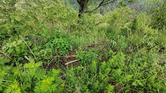 ▲昨年の植樹場所。この1年で苗木がよく育っています。