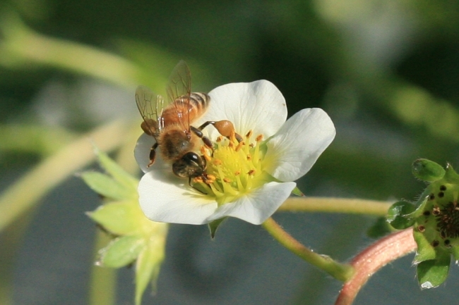 イチゴハウス内では、ミツバチが花にとまる様子を見ることができます