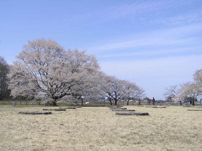 淡墨桜(昨年のもの)