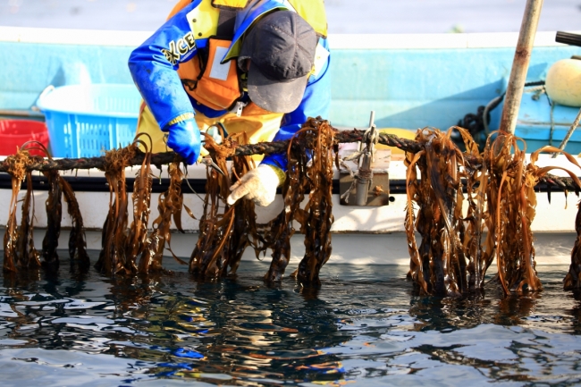 刈り取りの様子　大船渡　2月5日