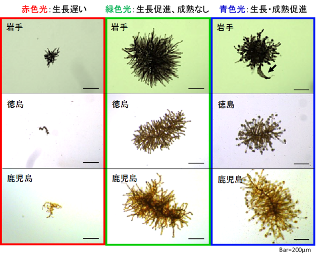 光の色別に培養したワカメのメスの配偶体。岩手、徳島、鹿児島の3つの生育場所で光の色に対する反応は共通していた。青色光では成熟が促進して多数の卵細胞が形成し、その一部ではオスとメスを別々に培養しているにも関わらず胞子体の発芽（矢印）が認められた。