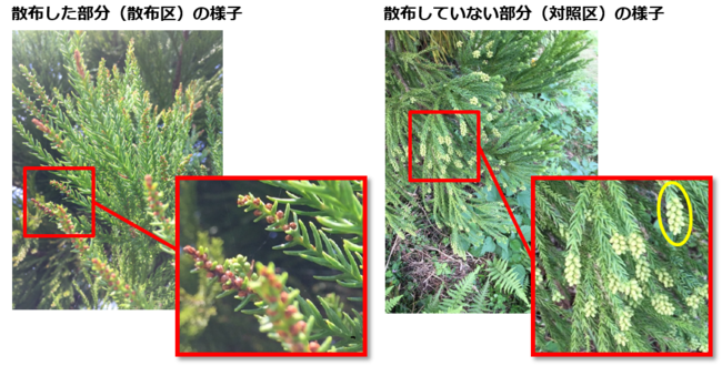 対照区（右）には密度の高い着花が見られたのに対し、散布区（左）には着花が見られませんでした