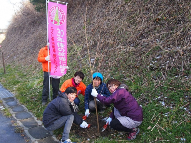 「ふくしま浜街道・桜プロジェクト」で、支援予定本数の一部を、福島県広野町の国道６号周辺のエリアに植樹した際の様子。未だ細い苗木だが、早いものは翌春に花を咲かせる。(2016年1月実施)