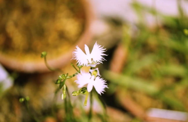 春：小学校で植えたさぎ草に一つ目の花が咲いた