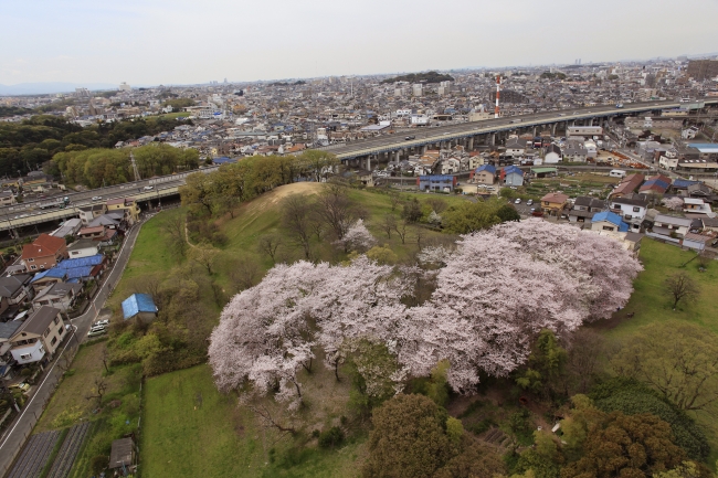 敷地に入ることのできる古墳の一つ、古室山古墳。（空撮）春には桜を楽しむこともできる。