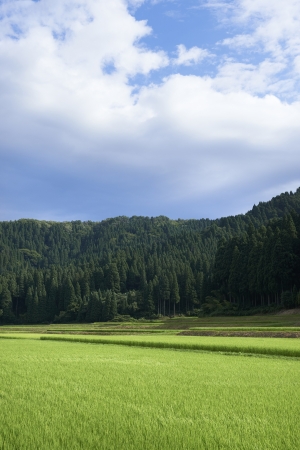 池田町の農村風景