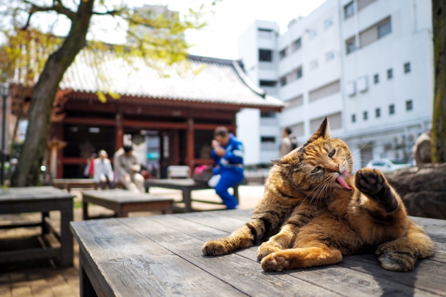 東京猫色