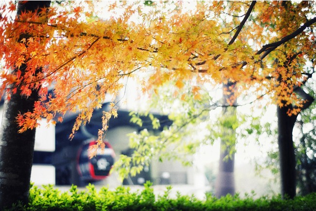 神戸布引ロープウェイと紅葉