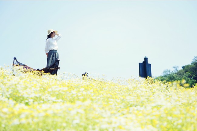 カモミール見ごろ　5月上旬~6月上旬