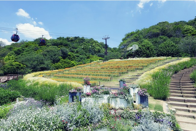 風の丘フラワー園