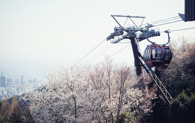 山桜　園内各所