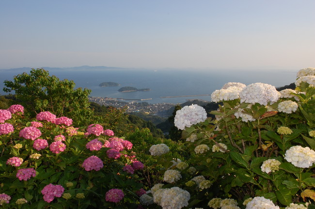 三ヶ根山のあじさい