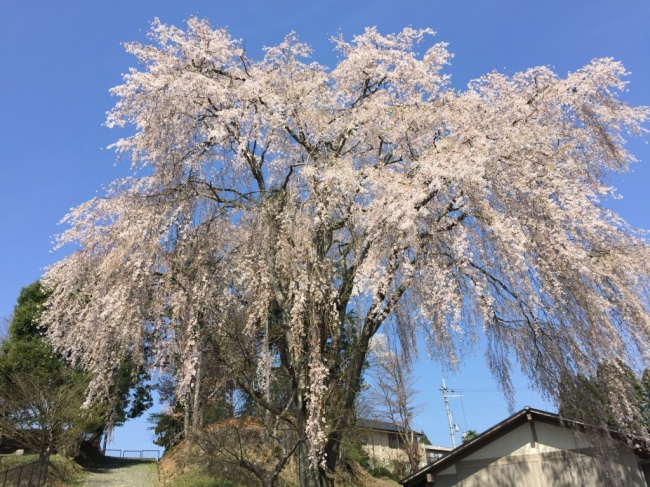 出逢い桜