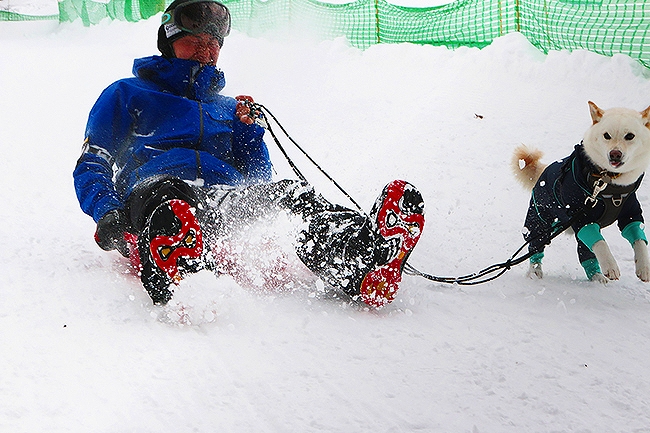 ワンチャンと一緒にソリ遊びができる専用パーク