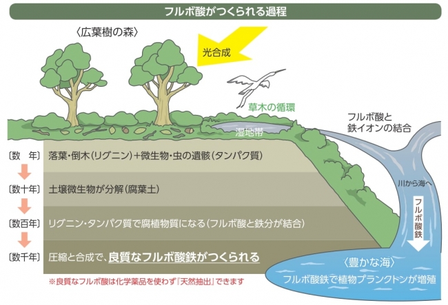 フルボ酸がつくられる過程