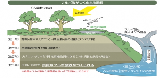 フルボ酸がつくられる過程