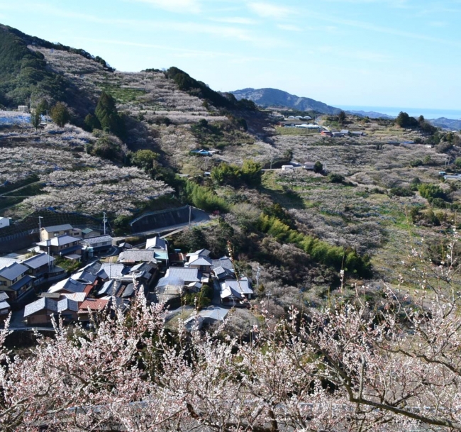 紀州石神梅林（イメージ）