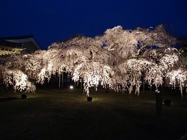 霊宝館枝垂れ桜（イメージ）