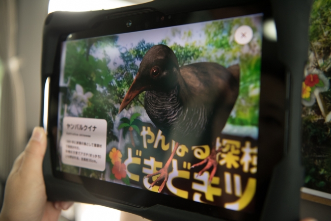 やんばる探検どきどきツアー（イメージ）