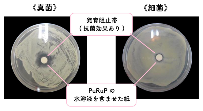 ※真菌・細菌を専⽤の容器の上に塗り、PuRuPの⽔溶液を含んだペーパーディスクをセットし、発育阻⽌帯（菌の発 育を認めない部分）の有無を確認