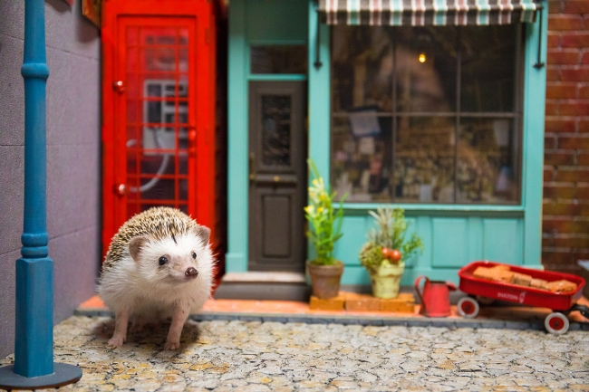 大好きなペット（小動物のみ）も撮影して写真集に！