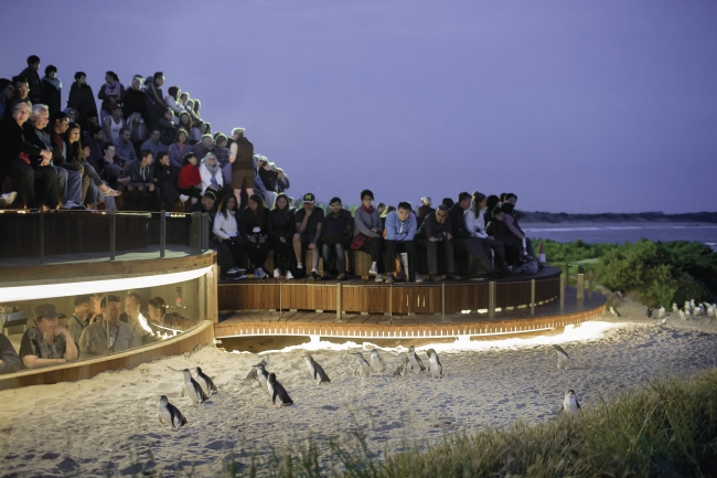 ペンギンパレード(C)Phillip Island Nature 