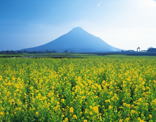 菜の花畑と開聞岳