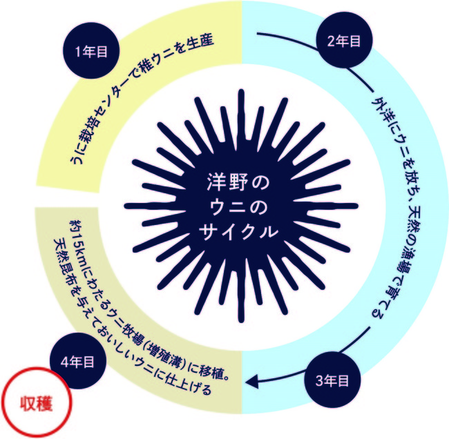 洋野のうにのサイクル