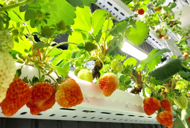 〈いちご植物工場の栽培スペース〉