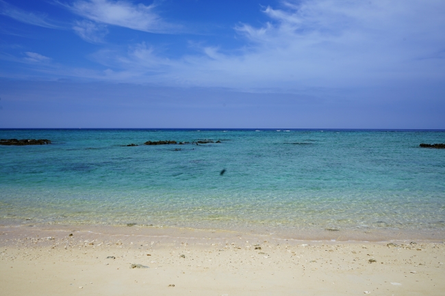 海亀がやってくる宿の前の海