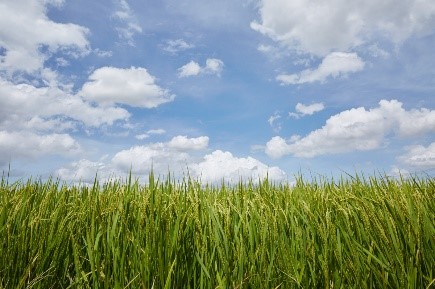 田園風景（川越藩のお蔵米）