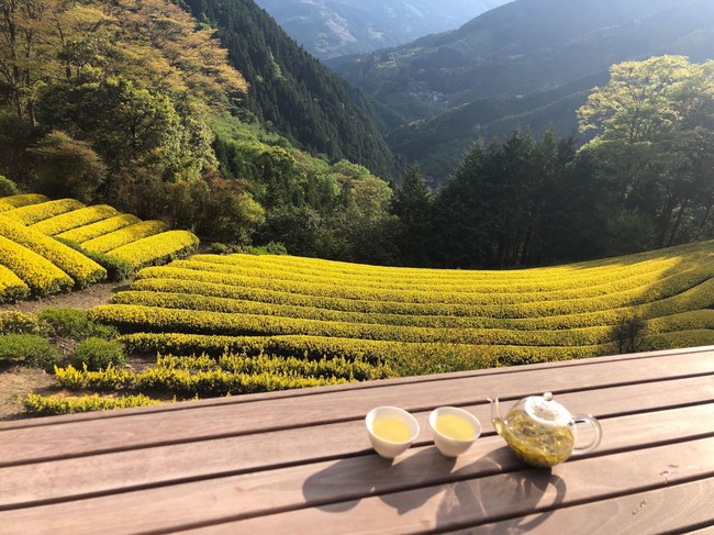 ここでしか見られない黄金色に輝く茶園