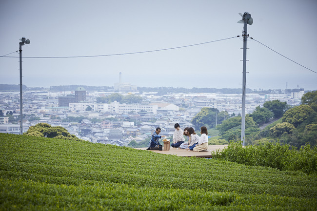 海の碧と茶畑の緑のコントラスト