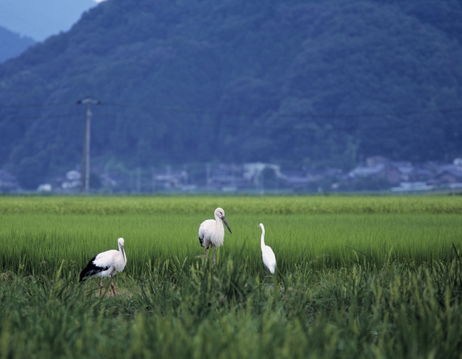 コウノトリと鷺