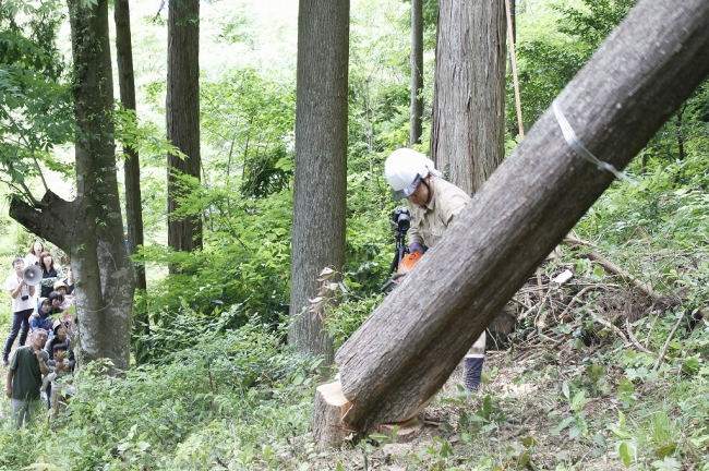 大迫力の伐採シーン