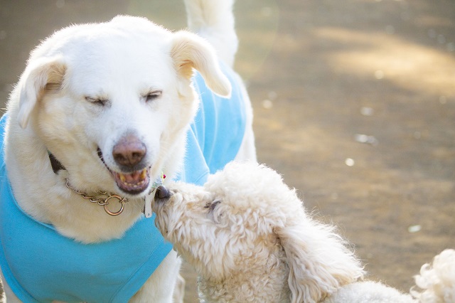 審査員特別賞　千葉県の動物愛護センターに生まれて数か月で兄弟犬と共に収容され、保護団体さんの手に無事にわたり、里親会でお兄ちゃんが抱っこして、この子がいい！と家族に。それから9年。パパさんやママさんとドックランでお友達とニコニコ。 