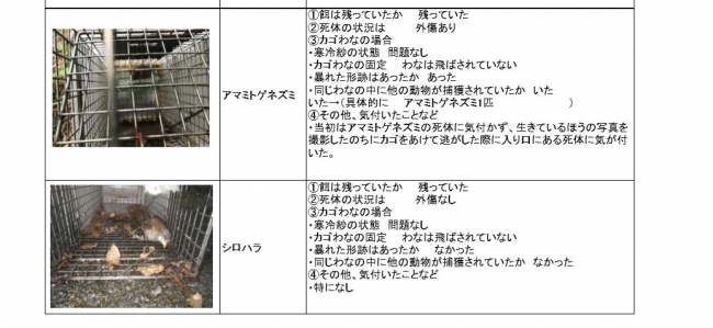 ※環境省に誤捕獲されて死亡した絶滅危惧種の報告書