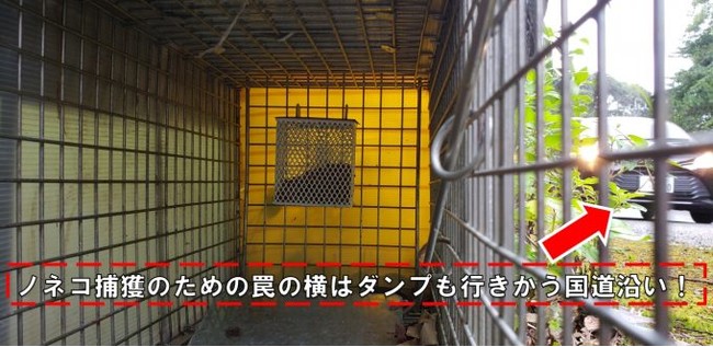     ※環境省から丸投げされた下請け業者が道路交通法を犯して旧国道に設置されたネコ駆除のワナ