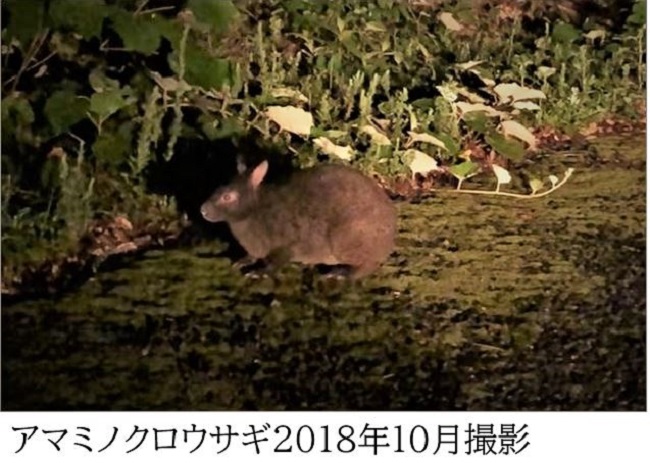 猫の捕獲なしでも激増して食害問題を起こしているアマミノクロウサギ