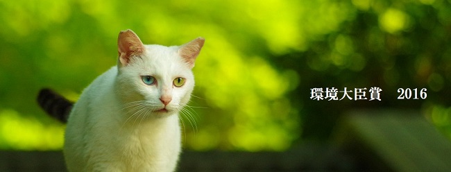 不妊手術済みのしるしに、耳先をさくらの花びらの形にカットしたねこの事です。この耳をさくら耳といいます。