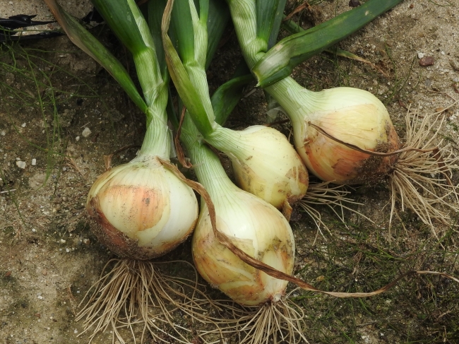 あいちの伝統野菜「知多3号たまねぎ」