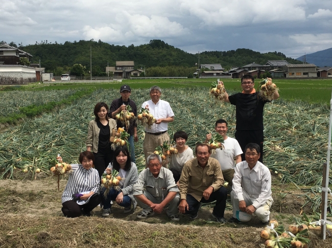 「曽我部町○曽玉ねぎ」生産者と石井食品(株)社員が玉ねぎを収穫