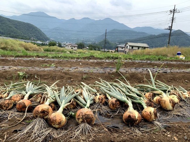 山梨県大月市の玉ねぎ畑