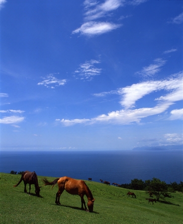 宮崎県串間市　都井岬の御崎馬（1）