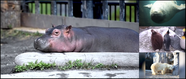 動物園よりずっと近くでどうぶつ達が見られる！